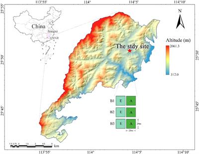 Bamboo expansion promotes radial growth of surviving trees in a broadleaf forest